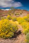 USA, California. Blooming brittlebush and Chocolate Mountains. Art Print